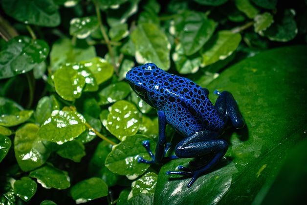 Image by Oleksandr Kuzmin