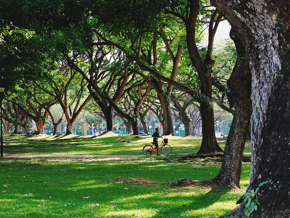 Person cycling on a red bike through a park with tall, leafy trees casting dappled shadows on the green grass, creating a serene vibe.
