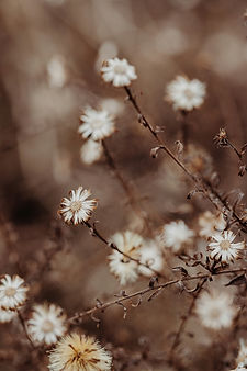Image by Ella Ivanescu