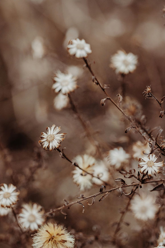 Image by Ella Ivanescu