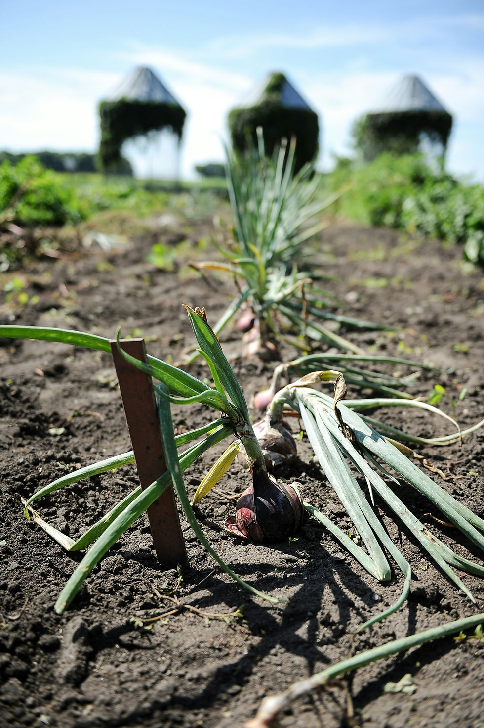 Garlic seed ready for harvest