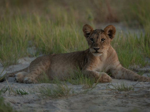 Subiectul #1: Lorem Ipsum