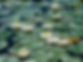 Lilypad background Image