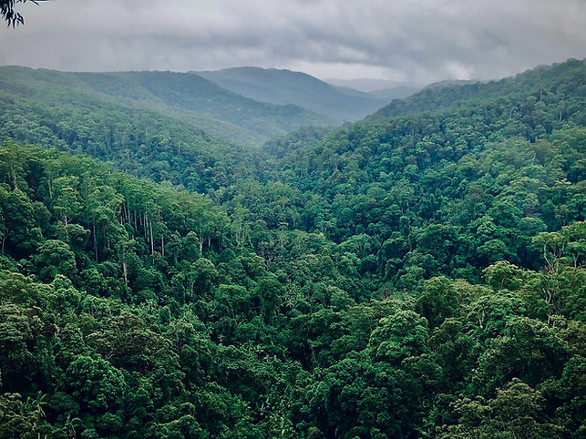 Rainforest Rescue