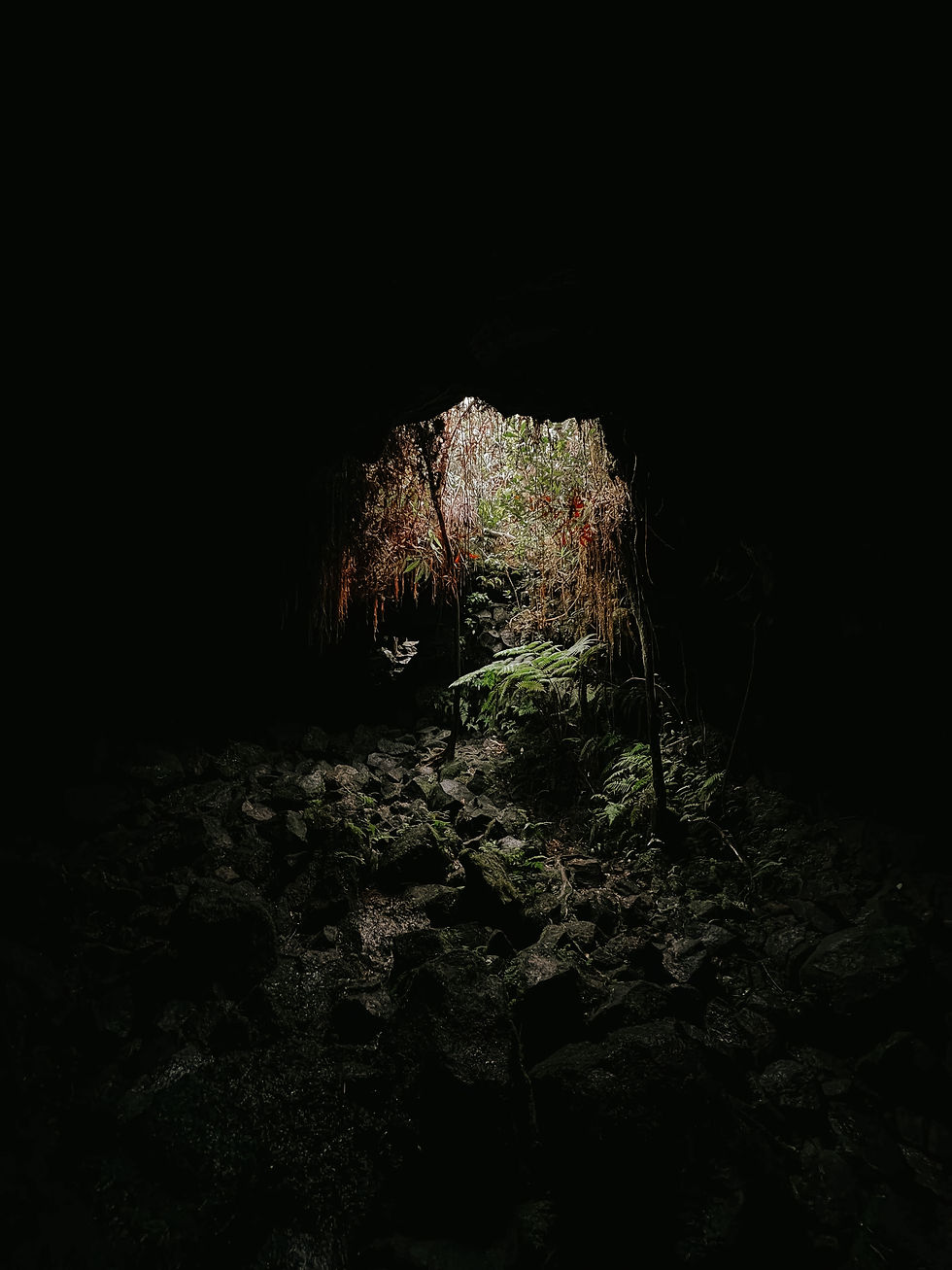 Dark cave interior opening onto a lush green forest, with rocky ground and hanging roots silhouetted in dim light.