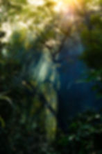 Amazon, rainforest, green, sustainable
