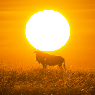 Antelope silhouette at sunset in Tanzania savannah during a 3 day safari from Zanzibar wildlife expe