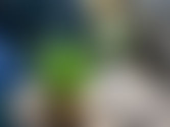 How to Take Care of an Aloe Vera Plant