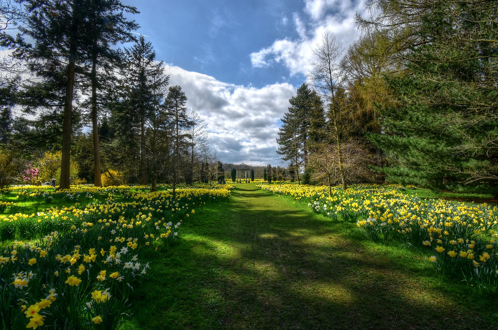 Pathway through field of blooming yellow daffodils, flanked by tall trees under a partly cloudy sky. Peaceful, lush landscape.