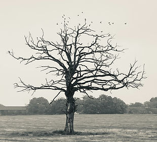 Image by Ron Szalata