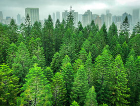 urban forest