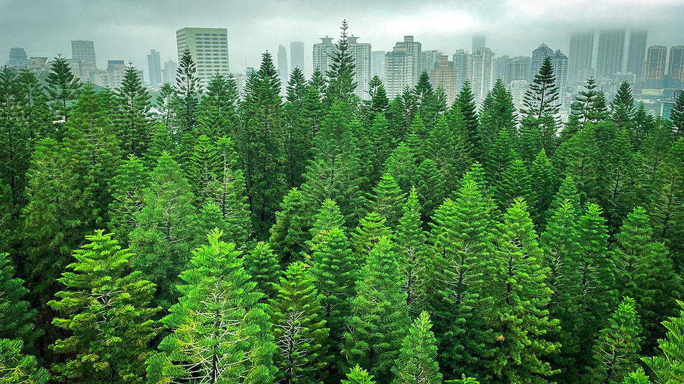 urban forest