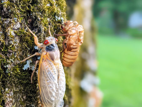 Weird News - This Summer’s Delicacy: Cicadas