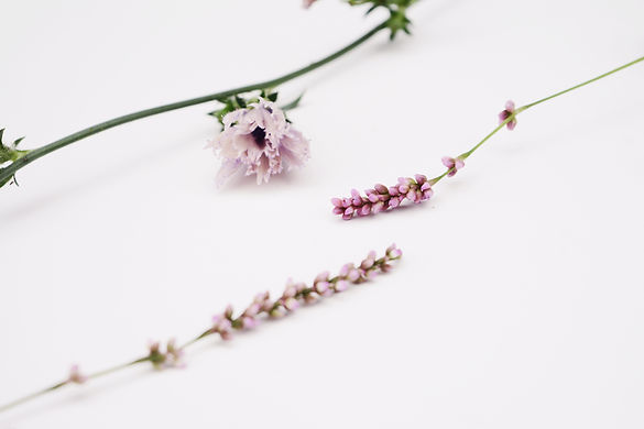 Image by Christina Deravedisian