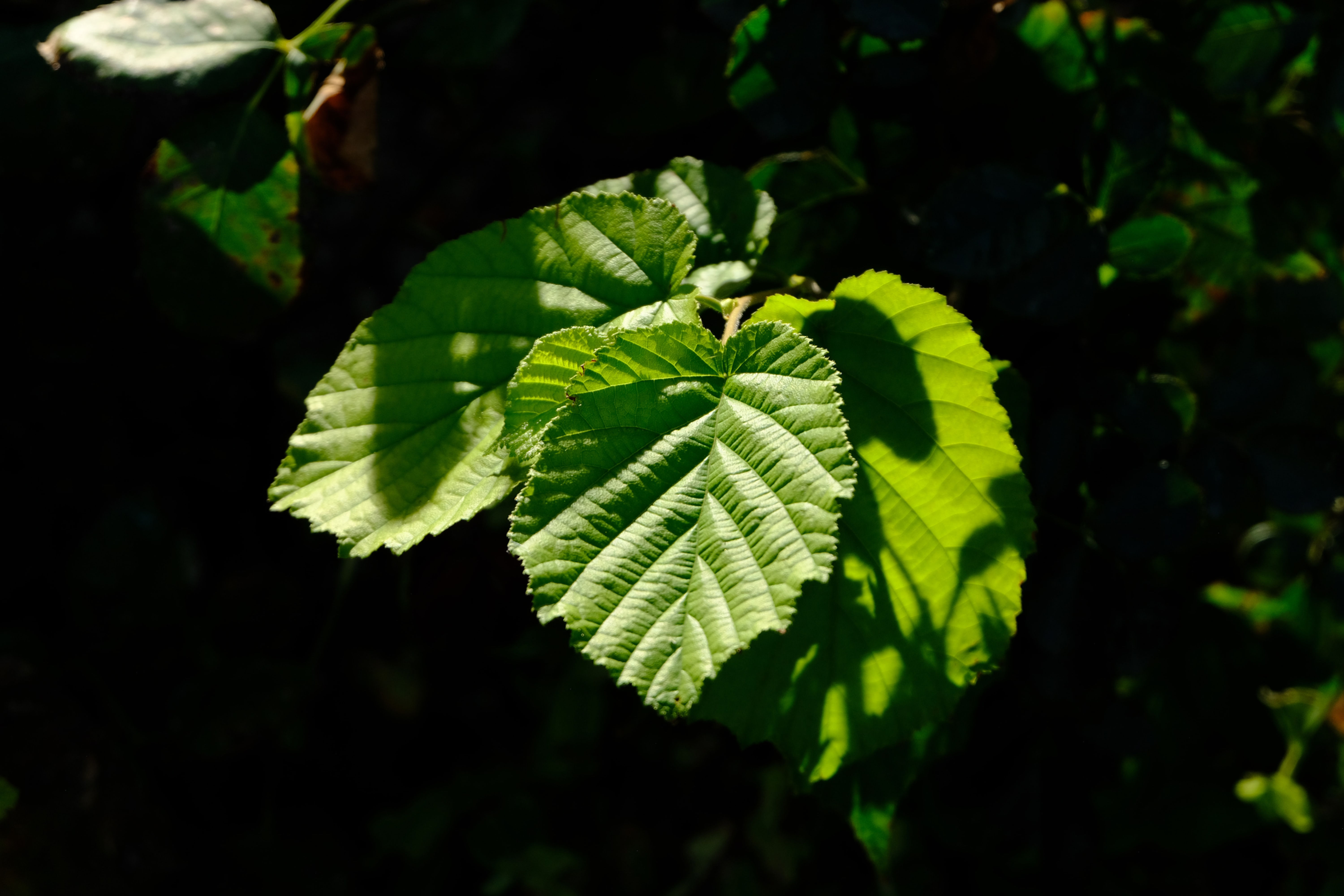 Macérat glycériné de Noisetier