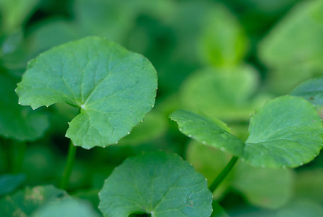 Image by Sajidur Rahman