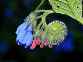 Natuurlijke remedies - Smeerwortel (Comfrey)