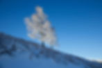 a lone tree on a hillside in a snowy wintry scene