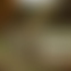 Wooden fence surrounded by fall trees, symbolizing healthy boundaries.