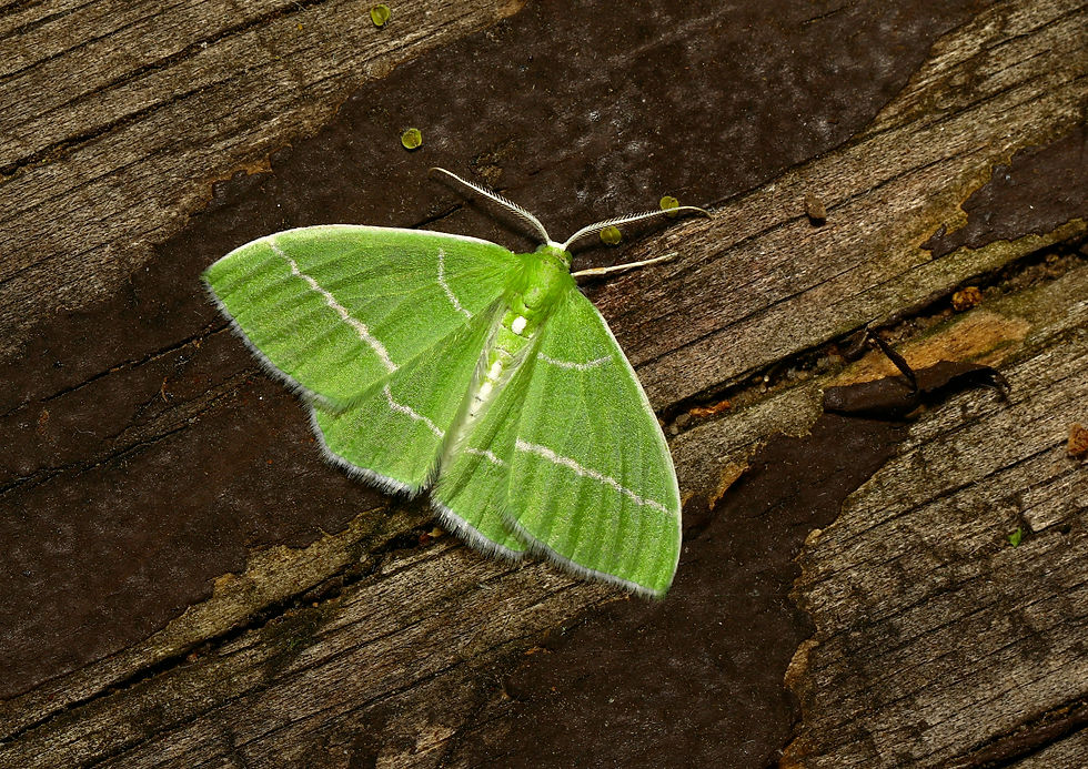 Image by Thomas Elliott