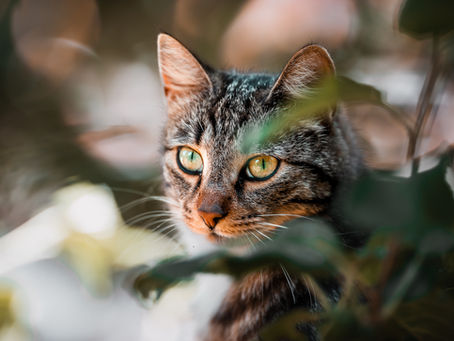 200+ Cute Male Cat Names for 2025: Adorable Boy Cat Ideas