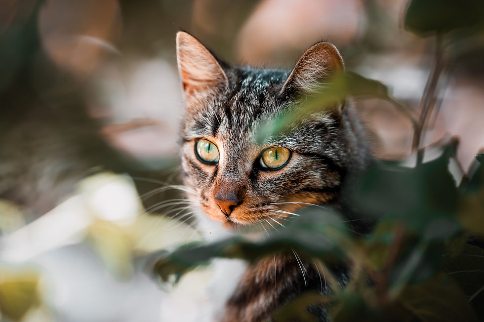 200+ Cute Male Cat Names for 2025: Adorable Boy Cat Ideas