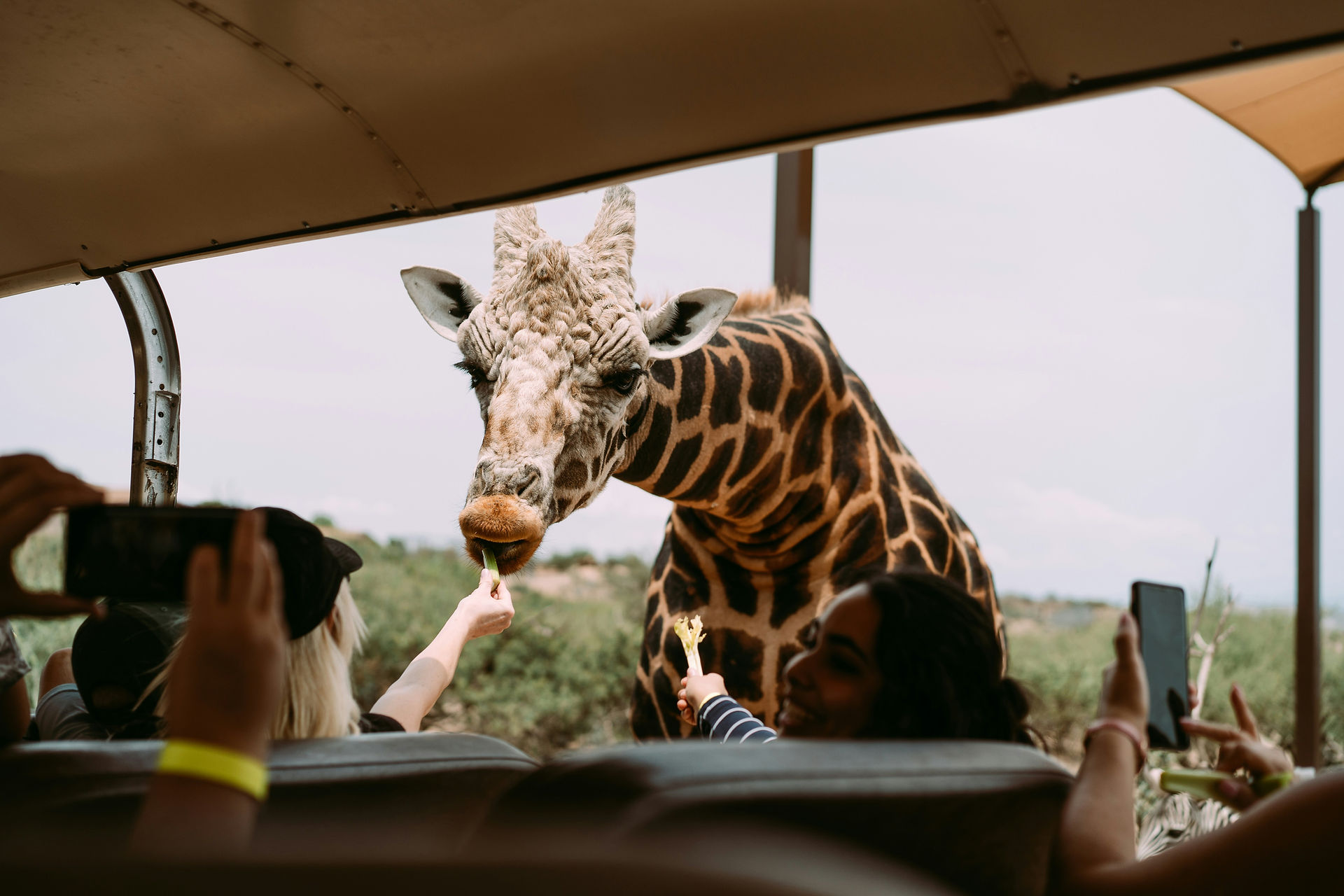 Couple enjoying a romantic Tanzania safari from Zanzibar with close giraffe viewing, 