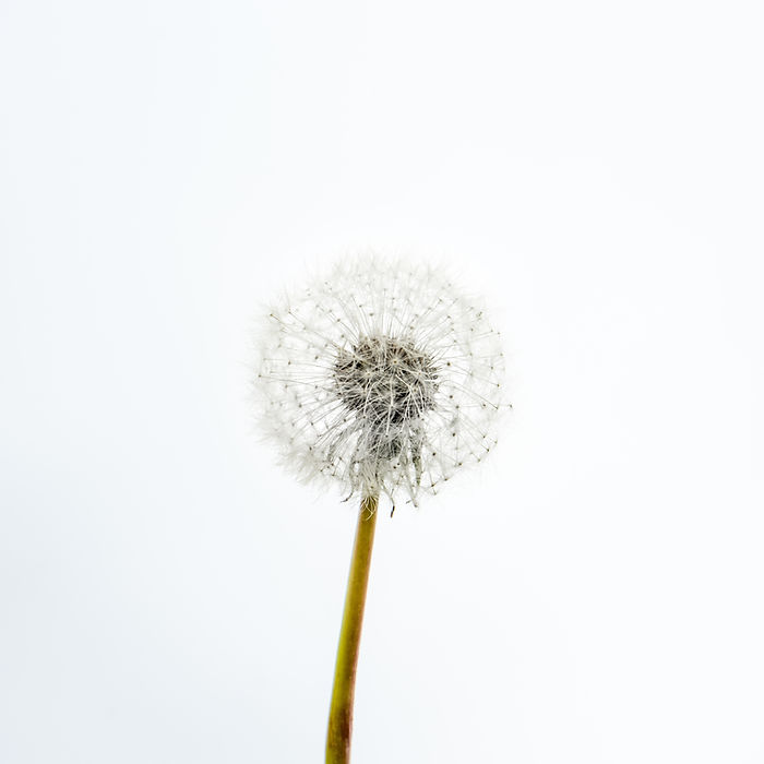 Image by Artiom Vallat