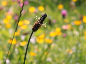 BABKA LANCETOWATA WĄSKOLISTNA