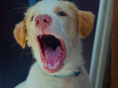 puppy barking