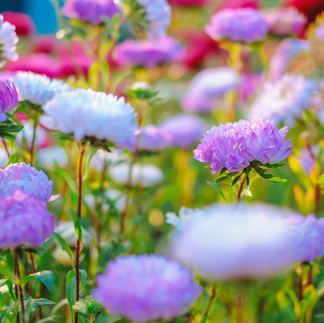 Faites vous coacher pour planter vos asters à Saint-Malo