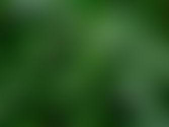 The Healing Heritage of Basil: A Seasonal Spotlight