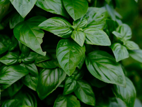 Improving Hydroponic Production Using New Online Nitrate Sensor
