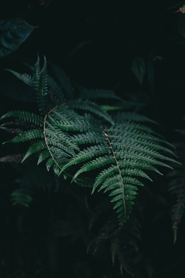 Image by Brynden