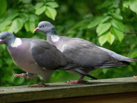 Killing two birds with a stone" - a tale of two siblings