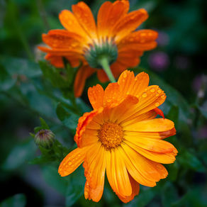 🌿Le Souci ou calendula (Calendula offîcinalis)🌿