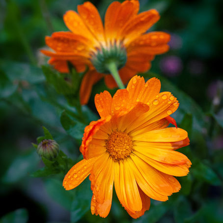 Caring Calendula Oil: The Golden Elixir for Healthy Skin and More