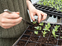When and How to Fertilize Lettuce Seedlings