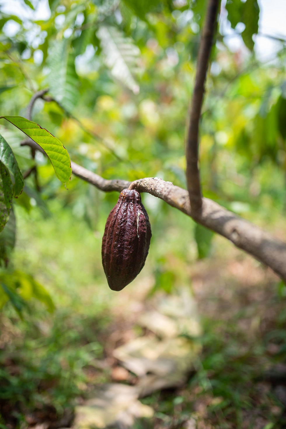 Outdoor Yoga & Cacao