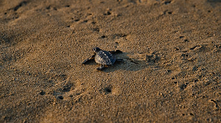 Sea Turtles, Costa Rica