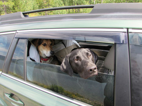 4 Best Selling Dog Car Seat Covers