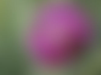 The Enchanting Bloom: Clover—The Unsung Hero of Nature!