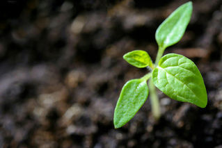 A single green seedling emerging from dark soil.