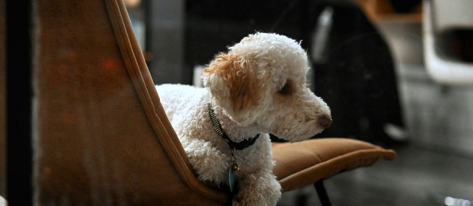 Hund auf dem Stuhl rihig sitzend