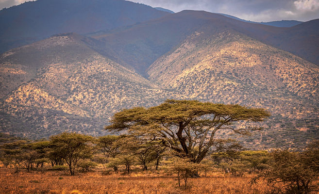 A photo showcasing the beautiful landscapes of Tanzania, the wonderful Savannah with the back drop of kilimanajaro