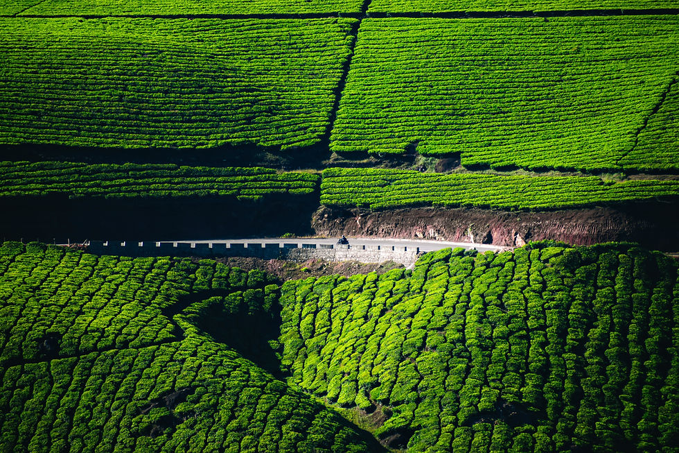 Green Landscape