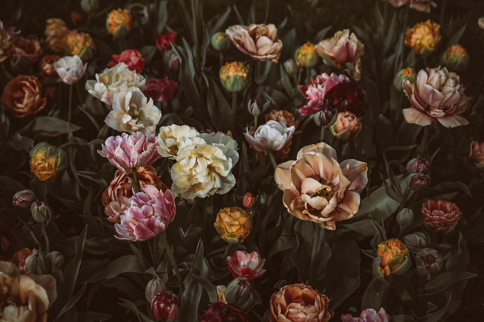 Image by Anita Austvika