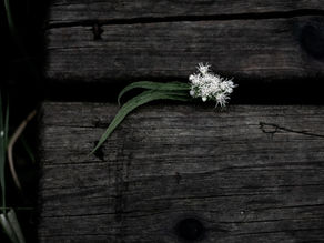 A white flower on rock
