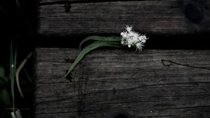Resilience: Managing in the “New Normal”
