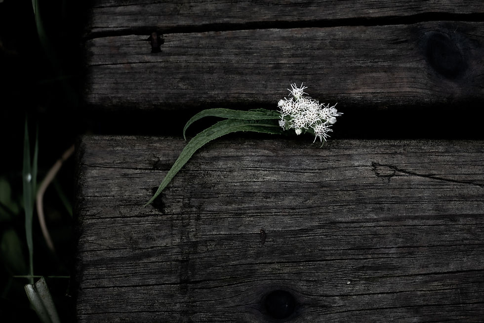 Image by Ed Stone